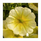 Caribou Seed Company: Easy Wave YELLOW Petunia Seeds - Spreading/Trailing  Variety, Fresh Seed (10 Seeds)