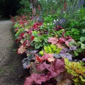 No598 Mix Seeds Heuchera Coleus 50 Seeds Zaden americana villosa micrantha purple bells seeds
