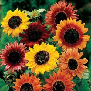 SUNFLOWER MIX Helianthus Giant Tiny Red Yellow Orange Double Single 20 Seeds