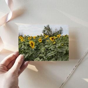 Sunflower Field | 6x4, 7x5, Postcard Prints, Gallery Wall Art, Nature Picture, Photo Home Decor, Gift for Her, Country Rustic