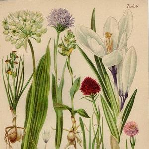 LILY IRIS ORCHID Print Vintage lithograph from 1927