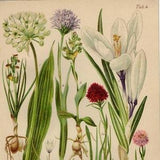 LILY IRIS ORCHID Print Vintage lithograph from 1927