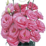 5 Seeds Multilayered Clear Pink Lisianthus Flower Seed, Natural, Non GMO, Heirloom