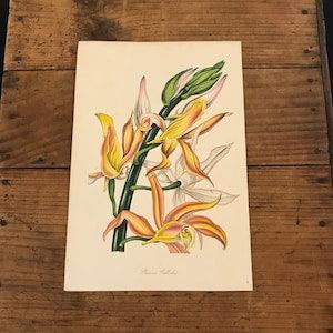 Phaius Orchid, 1839 Paxton Botanical Engraving, Original Hand Colored Antique Print