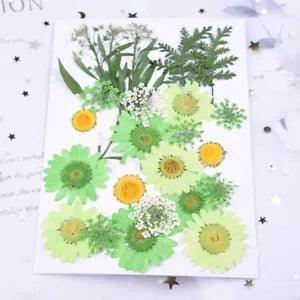 23PCS Real Pressed Dry Flower collection, Green Flower with leaf stem FCD17