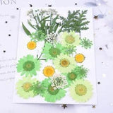 20PCS Real Pressed Dry Flower collection, colorful Flower with leaf stem FCD18