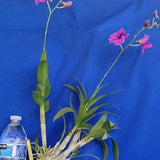 Dendrobium orchid in double bloom spike purple flower