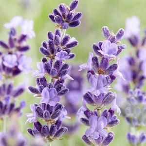 50 seeds Lavandula (common name lavender)
