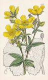 Ranunculus Cortusaefolius Flower Botany Flower Botany Lithograph Curtis 4625
