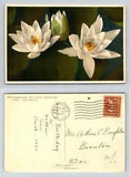 White Water-Lily Nymphaea alba Gyger Postcard 1950 Artist-Signed