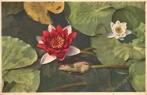 Vintage Postcard Nymphaea Seerose Nenuphar Carfano Water Lily