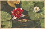 Vintage Postcard Nymphaea Seerose Nenuphar Carfano Water Lily