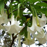 WHITE ANGEL'S TRUMPET Brugmansia Exotic Angel Datura 8 Large Seeds