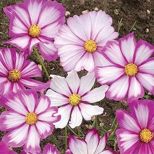 Candy Stripe Cosmo Seeds 20 count