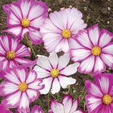 Candy Stripe Cosmo Seeds 20 count