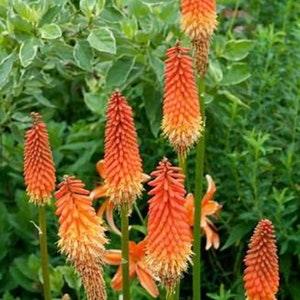 Red Hot Poker . Pollinators garden. 30 seeds. Perennials
