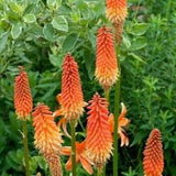Red Hot Poker . Pollinators garden. 30 seeds. Perennials