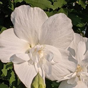 White Double Rose Of Sharon Seeds 10 Pack