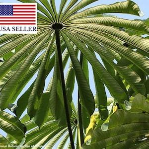 Musanga Cecropioides - 5 Seeds - Corkwood or Umbrella tree
