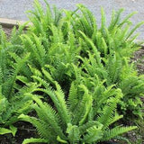 200 spores seeds Nephrolepis cordifolia Sword fishbone fern