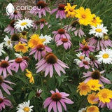 WILDFLOWER: PERENNIAL Mix - 100+ Seeds  - 13 Perennials  - Organic, Fresh, High Quality Seed