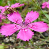Maiden Pink Flowers 0.3g - 500 Seeds - Dianthus Deltoides NON GMO