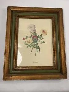 Vintage Ranunculus by Georg Ehret In 21''x17'' Frame Botanical Rose Flower Print