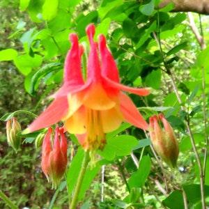 Native Red Columbine Seeds Aquilegia Canadensis A Beautiful Canadian Wildflower
