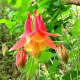 Native Red Columbine Seeds Aquilegia Canadensis A Beautiful Canadian Wildflower