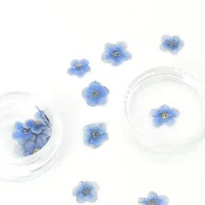 20PCS real Pressed dry Forget me not flowers for art craft, blue and white FCD21