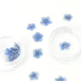 20PCS real Pressed dry Forget me not flowers for art craft, blue and white FCD21