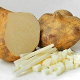 10 seed potato bean pachyrhizus erosus yam bean mexican potato seeds - True Jicama