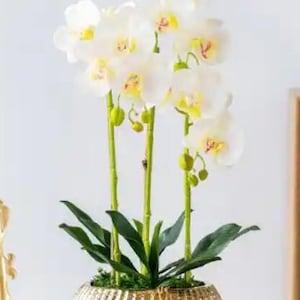 4 Stem Artificial Orchid Plant with Gold Base