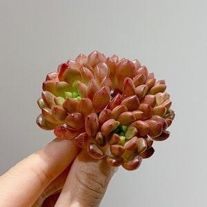 Sedeveria Pink Ruby - Cluster | Exquisite Ultra Rare Korean Succulent | Living Plant | Shown on Pic | Not Seed