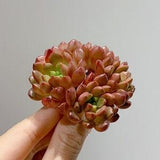 Sedeveria Pink Ruby - Cluster | Exquisite Ultra Rare Korean Succulent | Living Plant | Shown on Pic | Not Seed