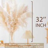 New ListingTall Pampas Grass Boho Decor Natural Home Decor Phragmites Dried Flowers
