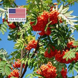 Sorbus aucuparia - Rowan Tree, Mountain Ash - 30 Seeds
