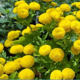 100 Seeds- Exotic  Goldball Chrysanthemum  Flower Seeds-Chrysanthemum Tanacetum Parthenium- GoldenBall-pv429
