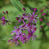 100 Wild Cumin  Ironweed | Medicinal | Herb Seeds Purple Flower