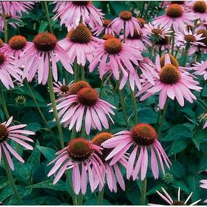Purple Coneflowers Echinacea Flower Seeds (100 Seeds)