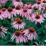 Purple Coneflowers Echinacea Flower Seeds (100 Seeds)