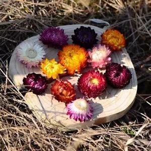 50Pcs Natural Dried Chrysanthemum Flower Handpicked DIY Wedding Home Decoration