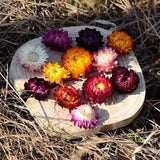50Pcs Natural Dried Chrysanthemum Flower Handpicked DIY Wedding Home Decoration