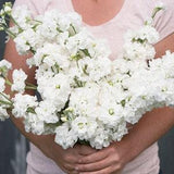 30+ seeds / Katz White - Stock Seeds / Flower Seeds / Matthiola incana / White Flower / (#5)