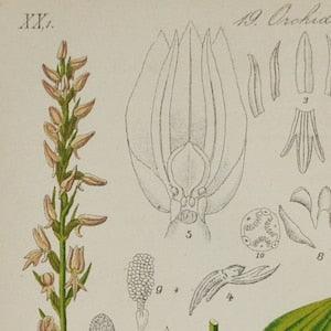 Hooded Neottianthe Orchid - Gymnadenia cucullata or Ponerorchis cucullata - Original Antique Botanical Print 1880s,orchidaceae,Orchidoideae