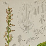 Hooded Neottianthe Orchid - Gymnadenia cucullata or Ponerorchis cucullata - Original Antique Botanical Print 1880s,orchidaceae,Orchidoideae
