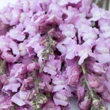 25 seeds Snapdragon ??Costa Summer Lavender?? Antirrhinum majus
