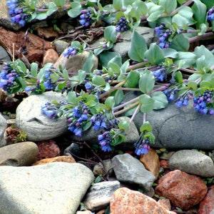 OYSTERLEAF Mertensia Maritima Low Ground Cover Perennial Sun Hardy 3 Rare Seeds
