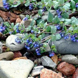 OYSTERLEAF Mertensia Maritima Low Ground Cover Perennial Sun Hardy 3 Rare Seeds