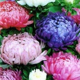 Astra peony mix Seeds flowers Annuals Ukraine 0.25 grams